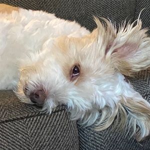 Meet your Posher, Sean